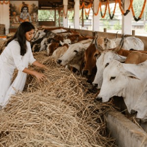 Contribute to 101 Cows Dry Fodder Seva